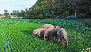 亚洲杯最新形势:波尔图高居榜首,俄克拉荷马城雷霆强势追赶,冠军归属成迷